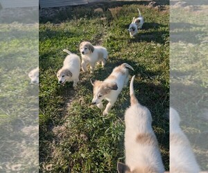 Great Pyrenees Puppy for sale in THOMPSON, OH, USA