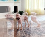 Small Poodle (Standard) Mix