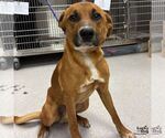 Small #1 Retriever  Mix