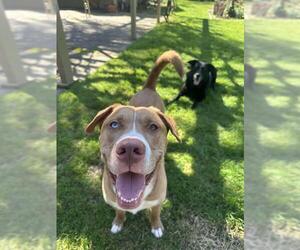 HAVARTI - Male Labsky Dog for Adoption - Photo #2