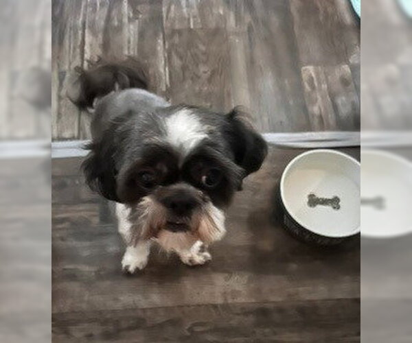 Medium Photo #3 Shih Tzu Puppy For Sale in Canton, CT, USA
