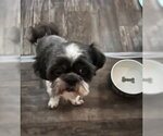 Small #2 Shih Tzu