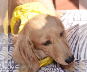 Dachshund Dogs for adoption in Shelbyville, TN, USA