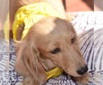 Lily in TN - Female Dachshund Dog for Adoption - Small photo