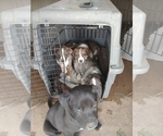 Small Photo #1 American Pit Bull Terrier-Border Collie Mix Puppy For Sale in PHOENIX, AZ, USA