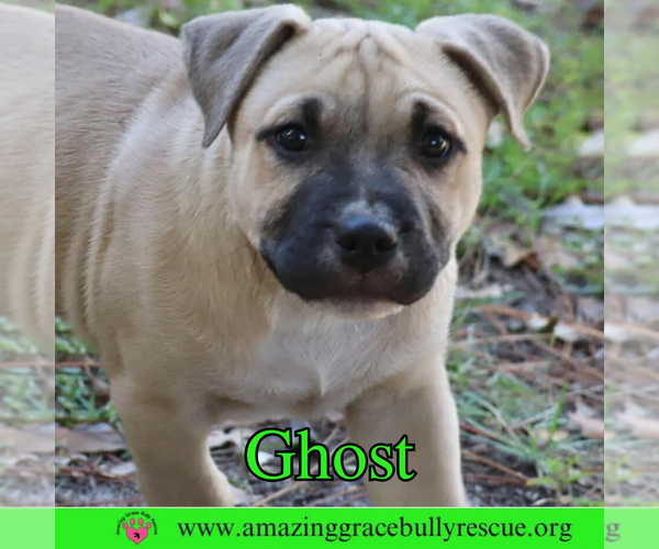 Medium Photo #1 American Pit Bull Terrier-Unknown Mix Puppy For Sale in Pensacola, FL, USA