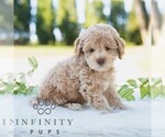 Small #2 Bichpoo