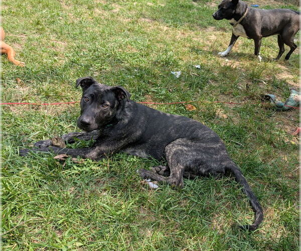Medium Photo #6 Mutt Puppy For Sale in White Bluff, TN, USA