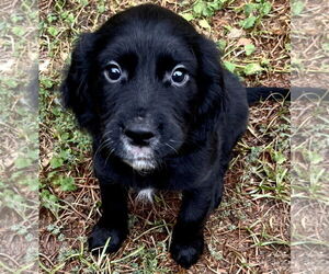 English Springer Spaniel Dogs for adoption in Denton, TX, USA