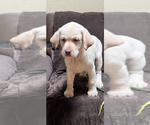 Puppy Puppy 3 Labrador Retriever