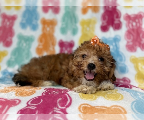 Medium Photo #8 YorkiePoo Puppy For Sale in LAKELAND, FL, USA