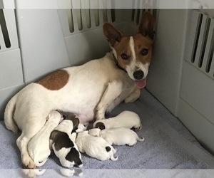 Mother of the Jack Russell Terrier puppies born on 04/11/2019
