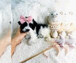 Puppy Puppy 2 Maltipoo