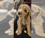 Small #1 Labradoodle mix (+ Poodle Standard)