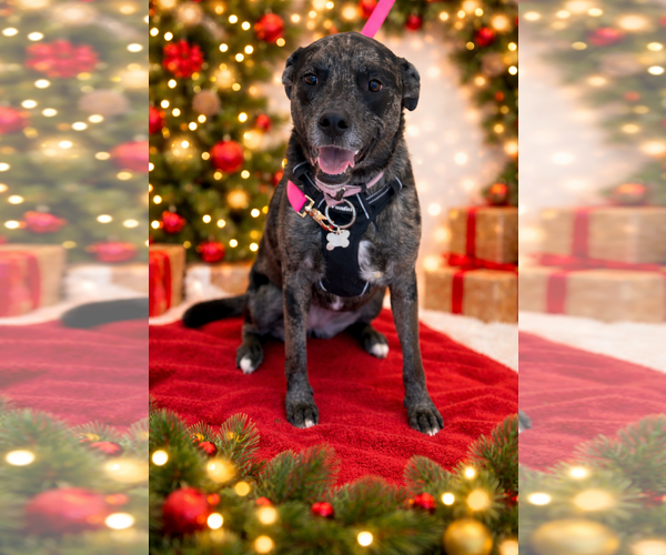 Medium Photo #3 Catahoula Leopard Dog-Unknown Mix Puppy For Sale in Euless, TX, USA