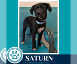 Small Photo #7 Labrador Retriever-Unknown Mix Puppy For Sale in Kimberton, PA, USA