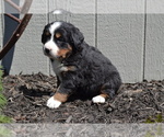 Puppy Odessa Bernese Mountain Dog
