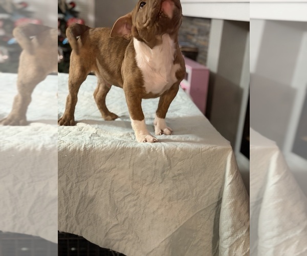 Medium Photo #2 American Bully Puppy For Sale in SAINT JOSEPH, MO, USA
