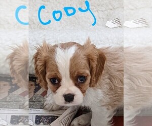 Cavalier King Charles Spaniel Puppy for sale in WATERTOWN, NY, USA
