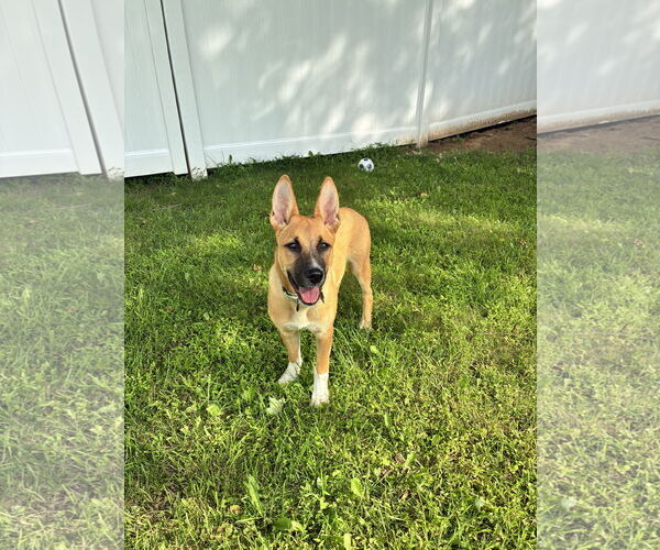 Medium Photo #7 Mutt Puppy For Sale in Rockaway, NJ, USA