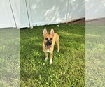 Small #6 Mutt