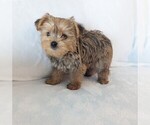 Small Photo #5 Yorkshire Terrier Puppy For Sale in ESTERO, FL, USA