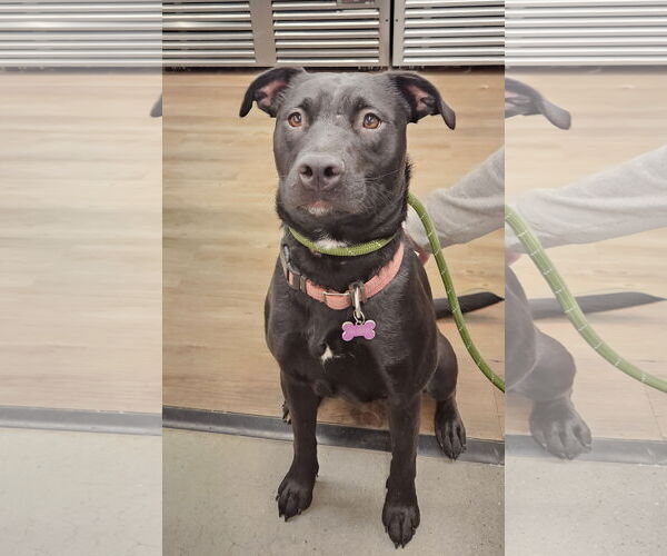 Medium Photo #6 Labrador Retriever-Unknown Mix Puppy For Sale in The Woodlands, TX, USA