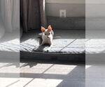 Small #1 Chihuahua Mix