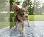 Puppy Lizzy French Bulldog