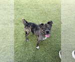 RIZZO - Male Mutt Dog for Adoption - Small photo