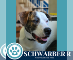 Small #14 Beagle-Pointer Mix