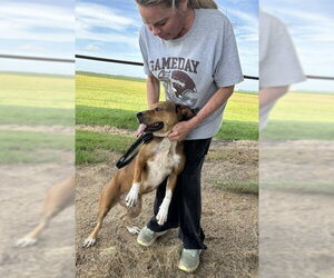 Samantha - Female Australian Shepherd Dog for Adoption - Photo #3