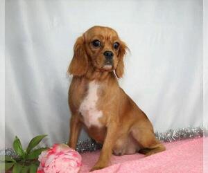 Mother of the Cavalier King Charles Spaniel puppies born on 06/02/2020