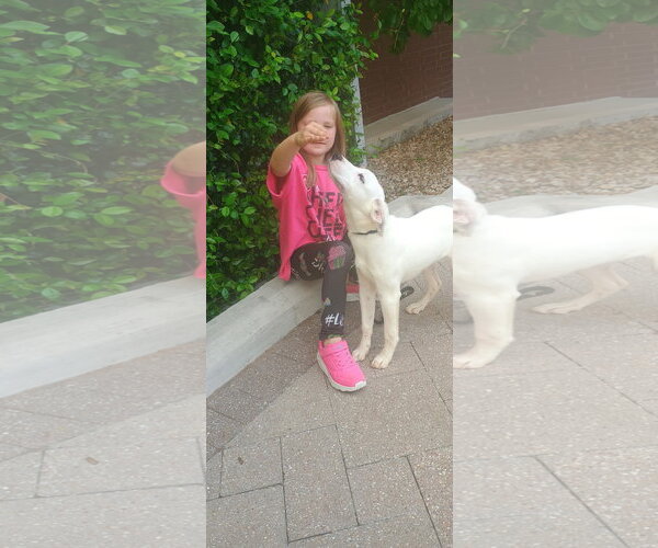 Medium Photo #3 Labrador Retriever-Unknown Mix Puppy For Sale in The Woodlands, TX, USA