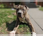 Small #2 Bullypit
