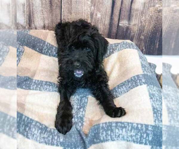 Medium Photo #5 Mutt Puppy For Sale in Kennesaw, GA, USA
