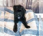 Small #4 Mutt