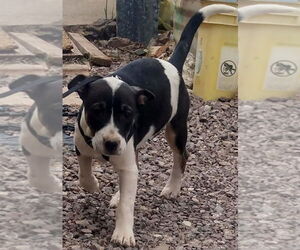 American Bulldog-Unknown Mix Dogs for adoption in Los Lunas, NM, USA