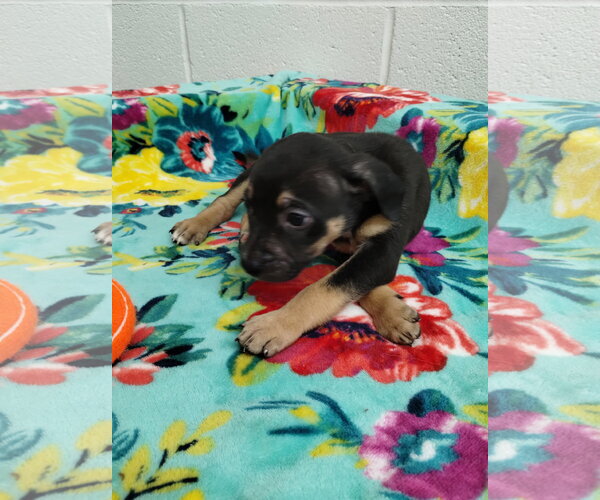 Medium Photo #4 Mutt Puppy For Sale in York, SC, USA