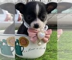 Puppy Puppy 5 Chihuahua