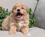 Puppy Saint Maltipoo