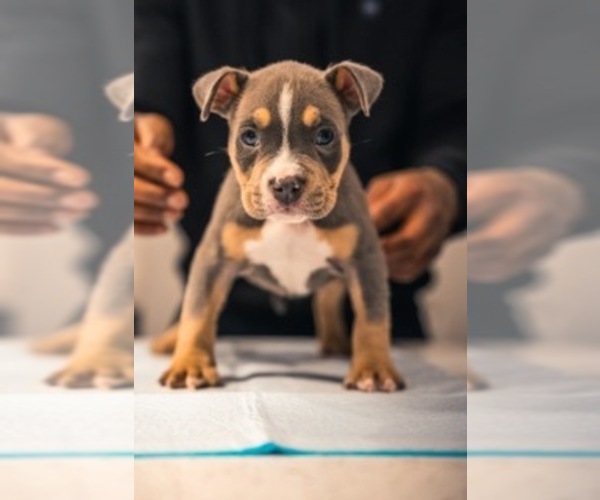 Medium Photo #15 American Bully Puppy For Sale in SMYRNA, GA, USA