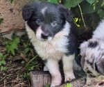 Puppy 7 Border-Aussie