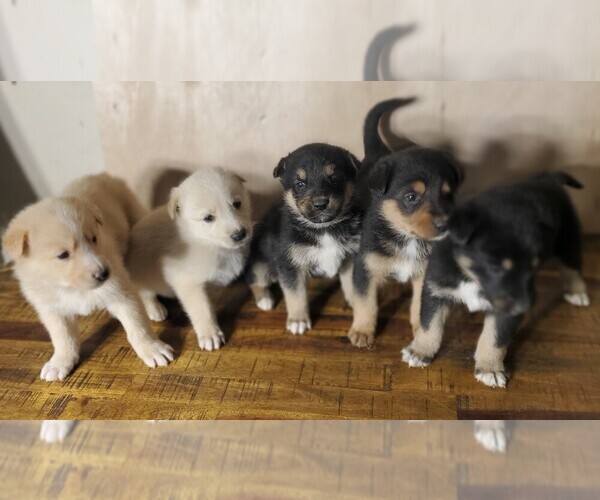 Medium Photo #1 English Shepherd-German Shepherd Dog Mix Puppy For Sale in ETNA GREEN, IN, USA