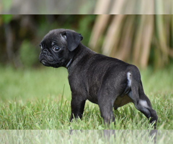 Medium Photo #5 Pug Puppy For Sale in PALM COAST, FL, USA