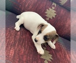 Puppy 8 Jack Russell Terrier