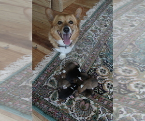 Mother of the Pembroke Welsh Corgi puppies born on 06/28/2023