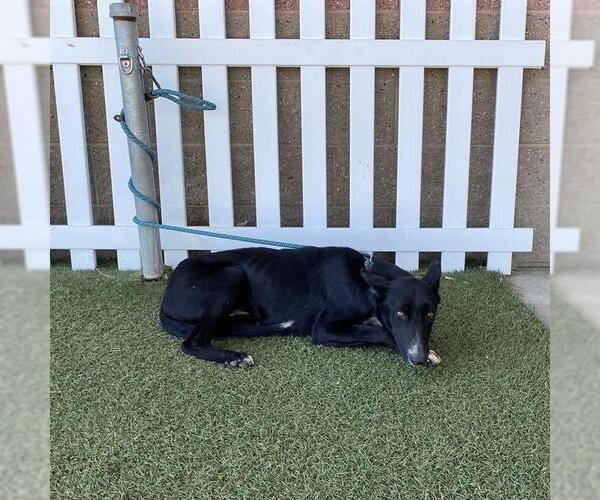 Medium Photo #1 Border Collie-Unknown Mix Puppy For Sale in Modesto, CA, USA