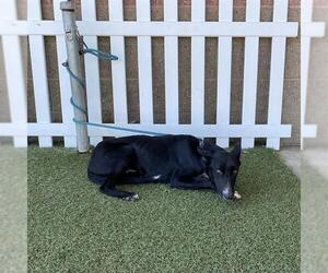 Border Collie-Unknown Mix Dogs for adoption in Modesto, CA, USA