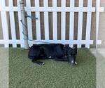 Small Border Collie Mix